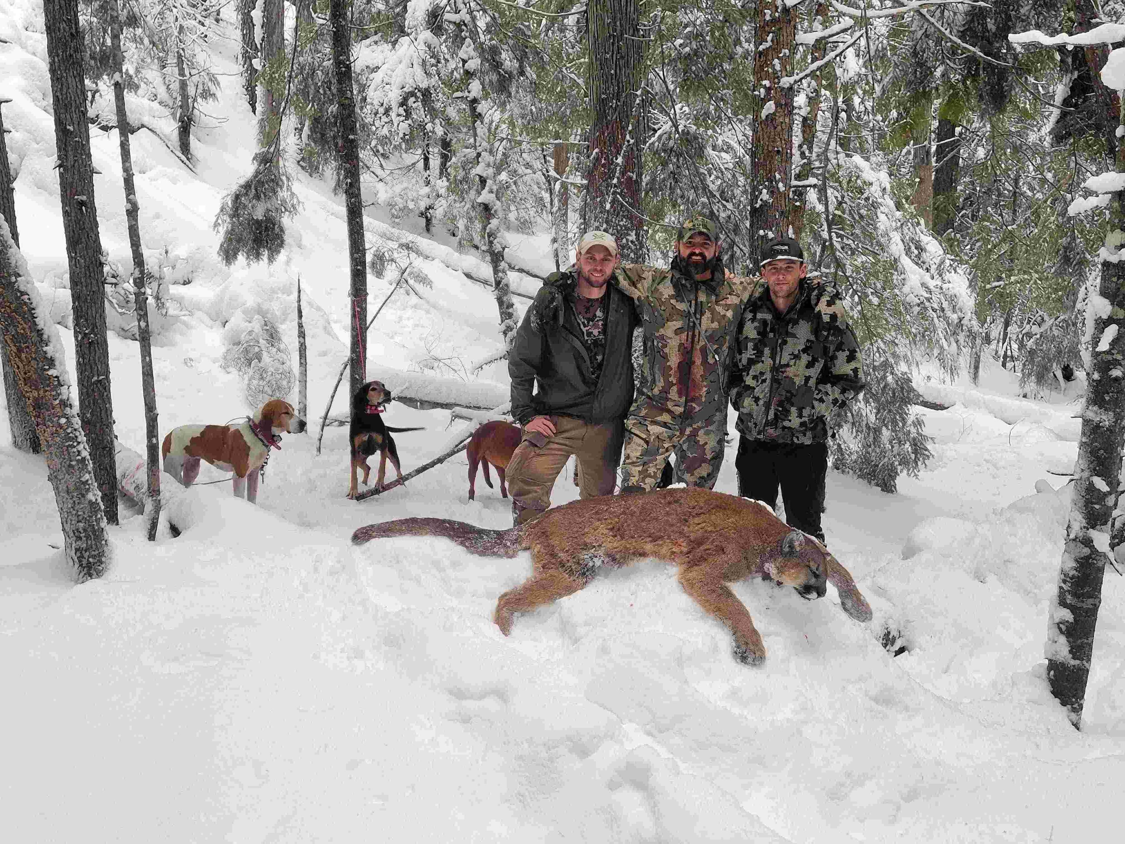 Mountain Lion with Hounds