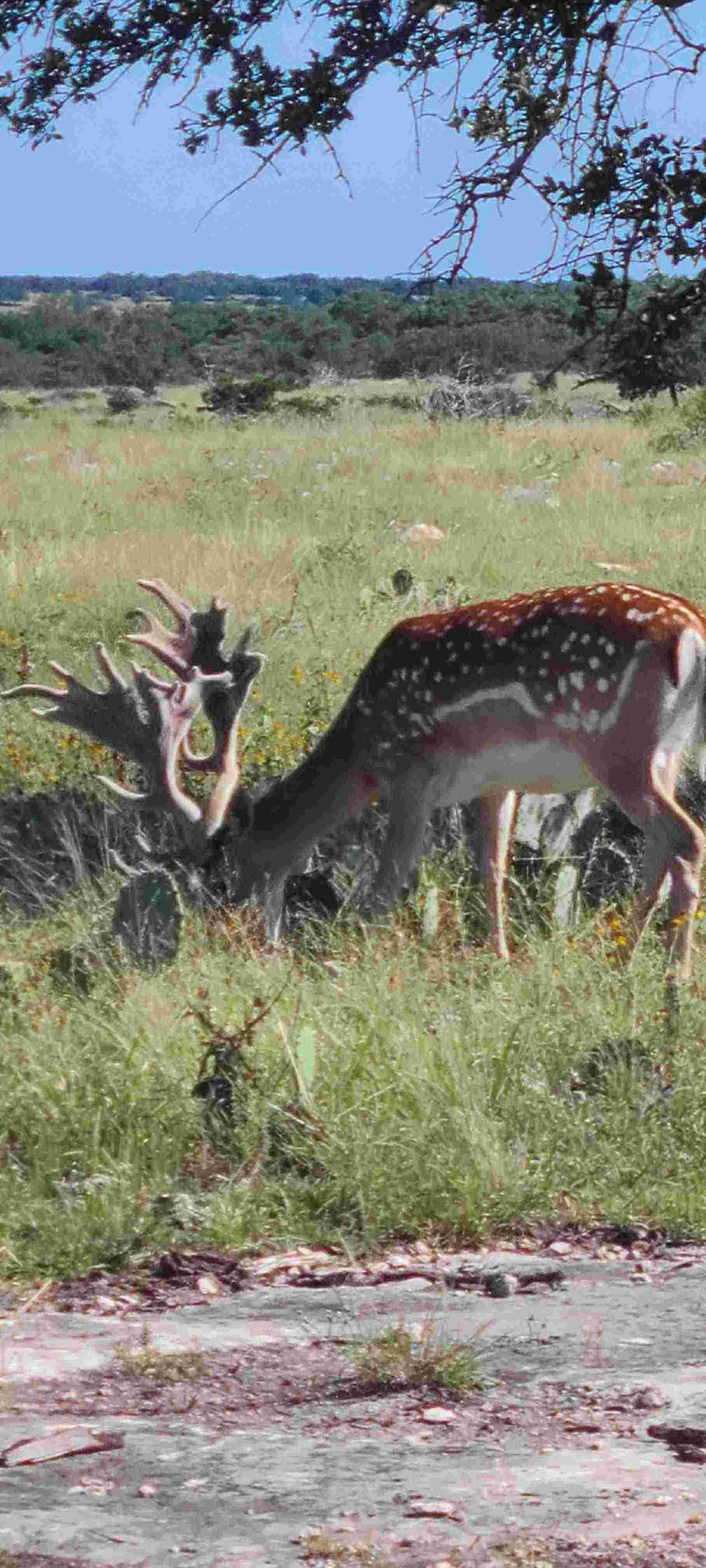 Hill country fallow hunt